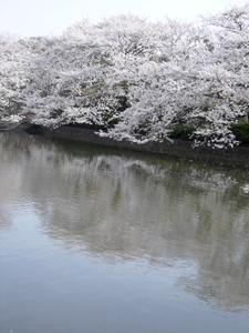 0410_sakura.jpg
